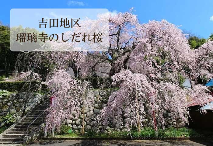 西舞鶴吉田地区にある瑠璃寺のしだれ桜