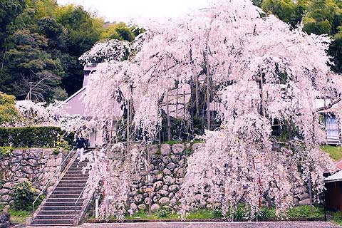 瑠璃寺の「しだれ桜」