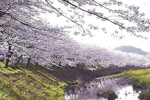 与保呂川の千本桜